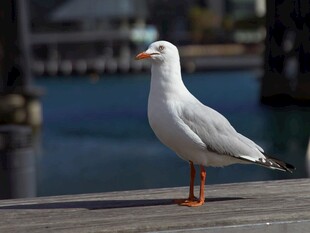 码头边的白色海鸥