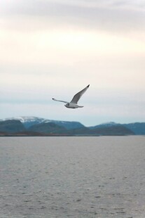 海鸟翱翔于广阔海面