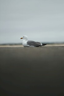 海边单只海鸥展翅飞翔