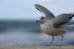 展翅欲飞的海边海鸥