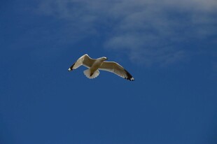 蓝天中翱翔的海鸥