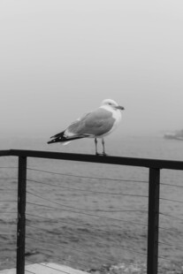 海鸥立于栏杆眺望远方