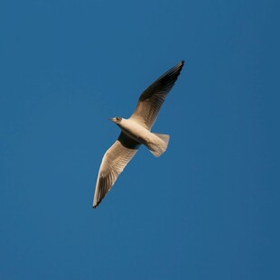 蓝天中翱翔的飞鸟