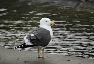 海边站立的海鸥