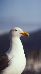 海边白海鸥特写