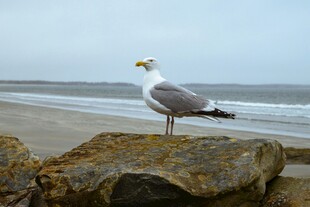 海边岩石上的孤独海鸥