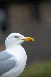 海边白海鸥特写