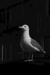 黑白画面中的站立海鸥