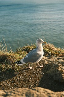 海边岩石上的孤独海鸥