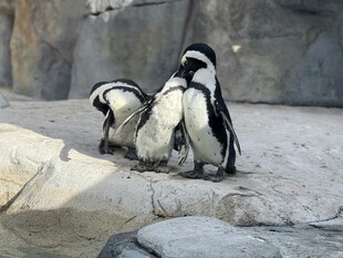 三只企鹅聚在岩石上