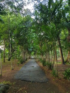 林间幽静小道