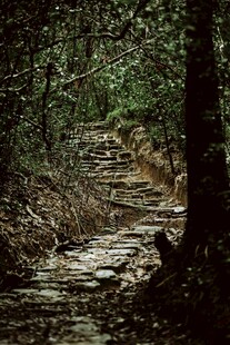 林间幽静小道