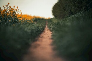 乡间小径穿行于花草间