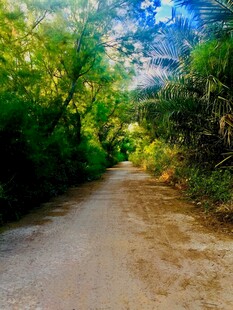 林间土路 自然静谧之景