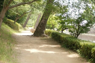 林间幽静小道绿意盎然