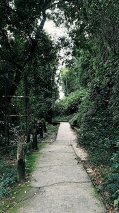 林间幽静小道
