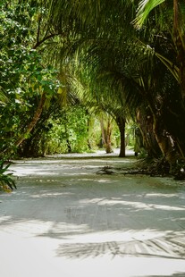 林间白沙路 静谧自然景