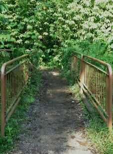 林间小径木桥绿意盎然