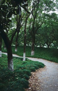 林间小径 静谧自然之景