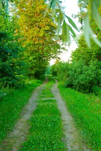 林间绿野小径