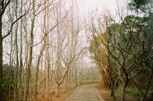 林间小道秋景