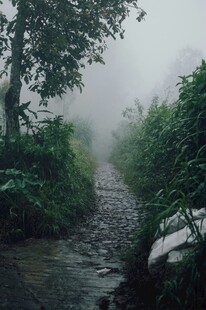 雾中幽径绿意浓