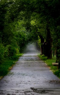雨后林间小道