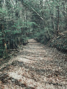林间幽静小道