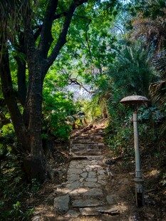 林间石径 静谧自然之景