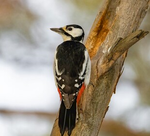 树干上的啄木鸟