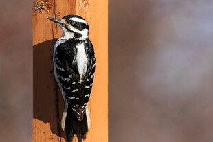 啄木鸟栖息于木柱上