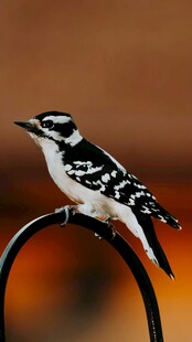 啄木鸟栖息于黑色弯杆上