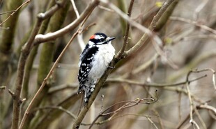 树枝上的啄木鸟