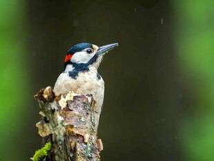 树干上的啄木鸟