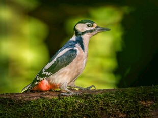 栖息于枝头的五彩啄木鸟