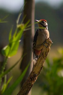 栖息枝头的啄木鸟