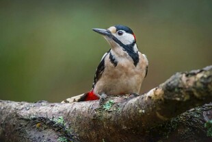 栖息枝头的啄木鸟