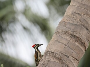 树干上的啄木鸟