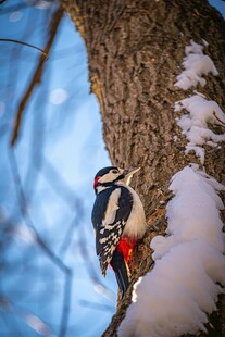 雪地树干上的啄木鸟