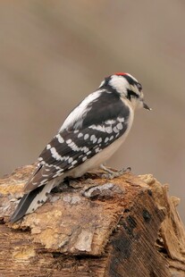 啄木鸟立于树桩上