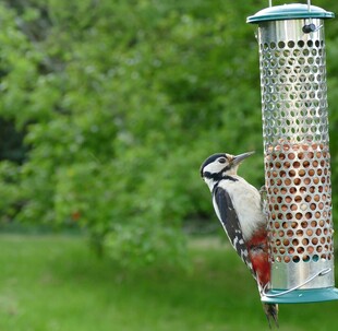 啄木鸟立于喂鸟器