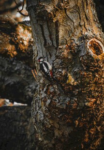 古老树桩纹理特写