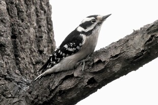 啄木鸟栖息于树干上