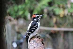 树干上的啄木鸟