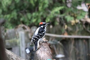 啄木鸟栖息于树干上