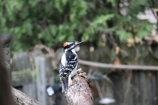 啄木鸟栖息于树干上