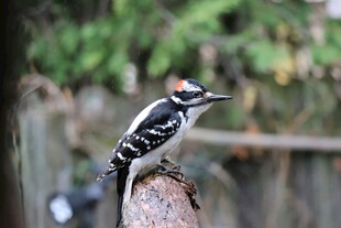 啄木鸟立于木桩上