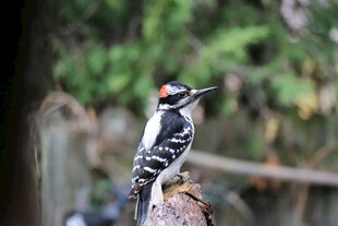 啄木鸟立于枝头