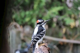 树干上的啄木鸟