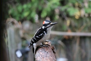 站在树桩上的啄木鸟